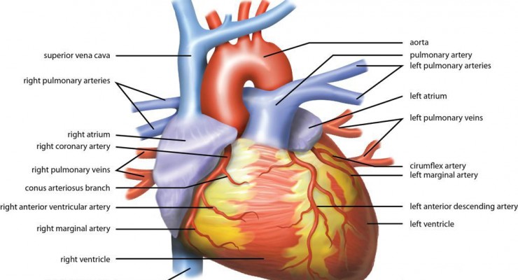 Wiki_Heart_Antomy_Ties_van_Brussel