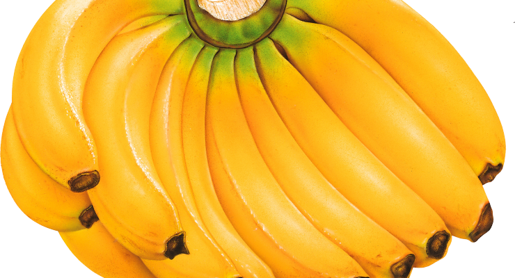 banana_PNG817