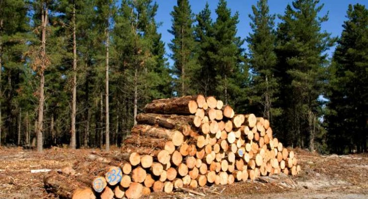 timber-plantations-forests_512