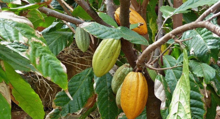 cocoa-tree