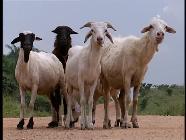 874446325-ghana-dirt-road-goat-production-animal