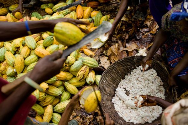 Cocoa farmers scoop out cocoa beans in Assin Akonfudi, Ghana. The cocoa bean at this stage are covered in a juicy, fruity pulp. They need to be fermented and dried before they are ready for supply. The farms are certified by Rainforest Alliance and they supply their premium quality cocoa to Magnum Icecream.