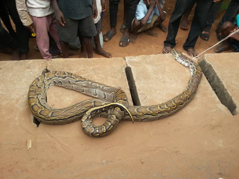 Man kills giant snake trying to swallow his daughter 233times