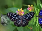 Butterfly thieves handed $200,000 fine