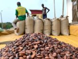 Cocoa smuggling costs Ghana over $1bn in three years