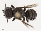 New 'Lucifer' bee with devil-like horns found in Australia