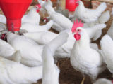 75% of diseases come from animals – Doctor raises alarm