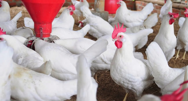 75% of diseases come from animals – Doctor raises alarm